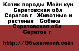 Котик породы Мейн-кун - Саратовская обл., Саратов г. Животные и растения » Собаки   . Саратовская обл.,Саратов г.